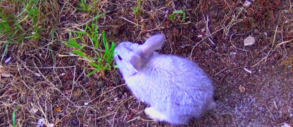 Cutest Baby Bunny - First Time Outside - Running, Walking, Eating