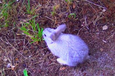 Cutest Baby Bunny - First Time Outside - Running, Walking, Eating