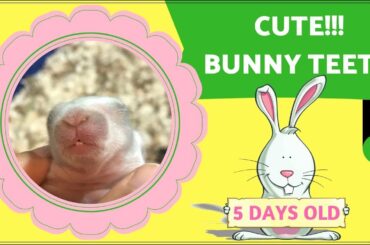 CUTE BUNNY TEETH at 5 DAYS OLD!