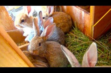 Baby Bunny Rabbits 3 weeks old