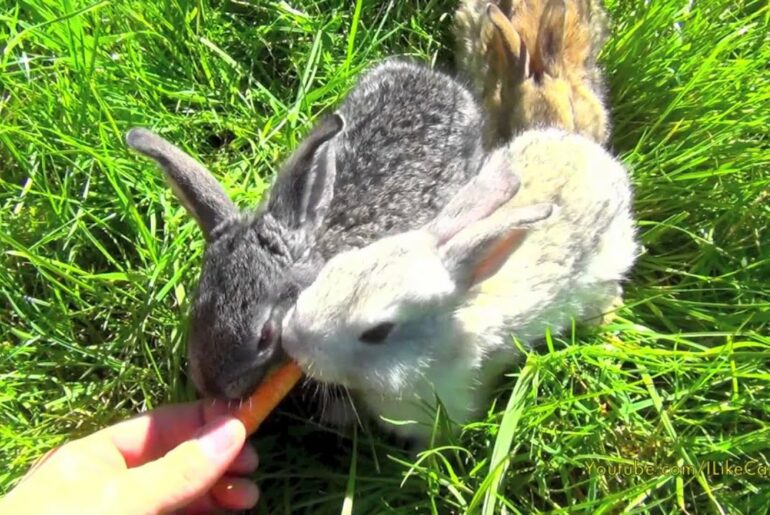 Baby Bunnies Eating Carrots - Bunny Rabbit Bites Me