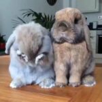 Just cute rabbits 😍/ウサギちゃんの可愛すぎる仕草