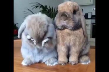 Just cute rabbits 😍/ウサギちゃんの可愛すぎる仕草