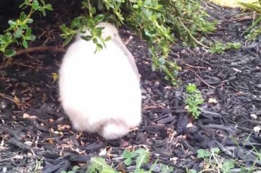 Introducing: Snowy the Cutest Rabbit