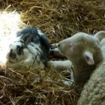 Cute baby sheep and bunny Rabbit