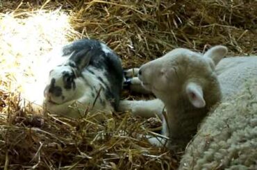 Cute baby sheep and bunny Rabbit