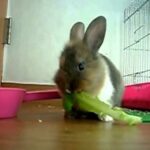 Bunny Eating Lettuce: Cute Bunny Eating Lettuce!