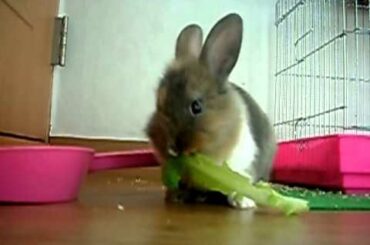 Bunny Eating Lettuce: Cute Bunny Eating Lettuce!