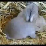 Baby rabbit cleaning his brother
