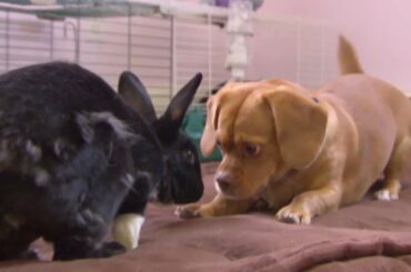 Puppy and Bunny Play