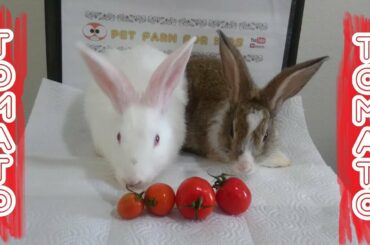 RABBİT EATİNG TOMATO ASMR & RABBİT ROMEO AND JULİET