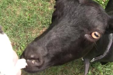 Goat sneezes when she sees bunny rabbits - Your Daily Goat