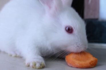 Very Close 4k Video Bunny Rabbits Video || Cute Animals Video || Pets Funny And Cute Video || Pets