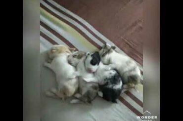 Cute bunnies