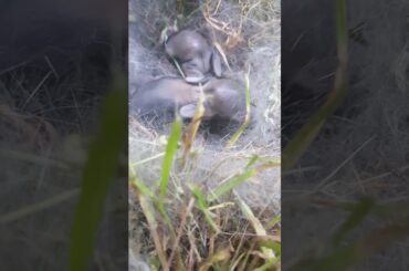 Baby bunnies