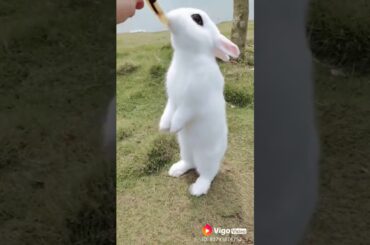 Cute rabbit status