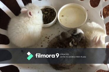 Cute Baby Farm Animals - Baby Bunnies and Baby Nigerian Dwarf Goats