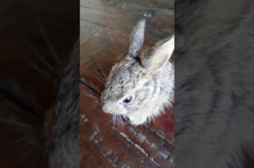 Cute Baby Rabbit 😍😍😍😍