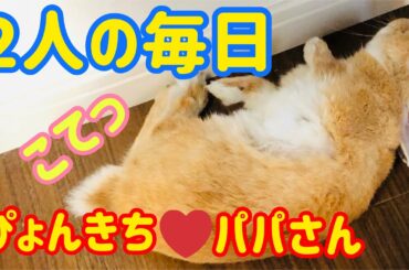 【うさぎ】ぴょんきちとパパの毎日【かわいい】Cute rabbit and rabbit owner everyday #19