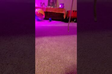 Bunny plays with beach ball