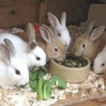 Very Cute Rabbit's Eating, Drinking, Jumping, Very Funny