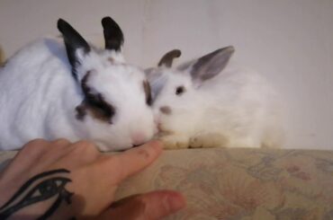 Chuck Bunny...Cleans Couch