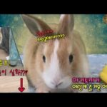 토끼 1개월된 아기토끼와 놀아주기!!! [feat.토끼 모유수유] (Mother rabbit and her cute baby rabbit)