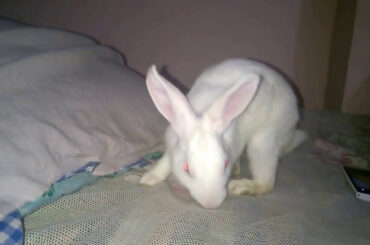 cute rabbit