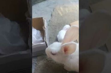 Baby bunnies