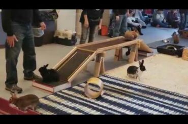 Cute Rabbit goes to Hoppy Hour!