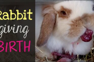 Holland Lop Rabbit Giving Birth