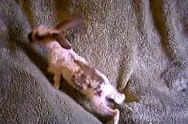 CUTE CURLY BUNNY RABBIT BABY with LOP Ears