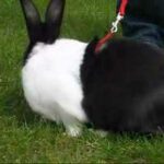 Another Cute Rabbit Eating Grass