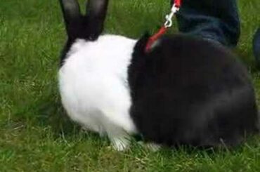 Another Cute Rabbit Eating Grass