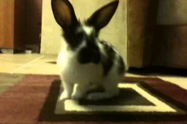 ADORABLE BABY RABBIT STRETCHES!