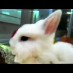 Awww! Cute fluffy baby bunny rabbit bathing himself かわいい赤ちゃんウサギ 入浴 IMG *