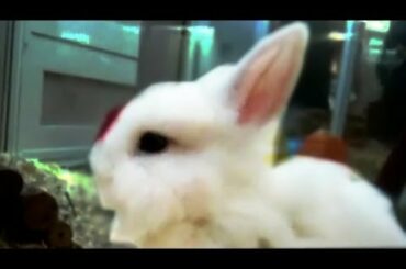 Awww! Cute fluffy baby bunny rabbit bathing himself かわいい赤ちゃんウサギ 入浴 IMG *