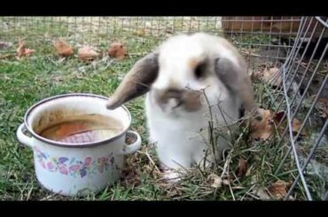 so cute! bunny runs and jumps