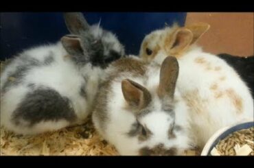 FUNNY ANIMALS BUNNY RABBIT Washing Faces