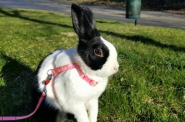 Cute Rabbit can't believe its finally Summer! 🌞🌻🐰