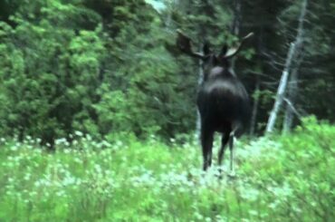 Cute Bunny Rabbit and More!