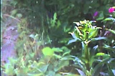 Cute Baby Bunny Rabbit in My Back Yard