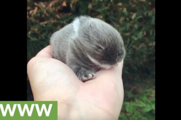 Tiny baby bunny rabbit is a cuteness overload!