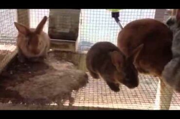 Baby rabbit update..