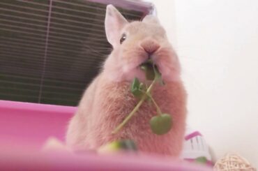 Cute Bunny in Slow-Motion - Netherland Dwarf Rabbit