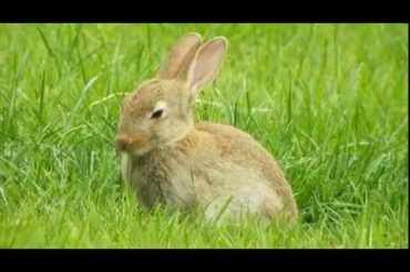 Tired wild baby bunny rabbit.