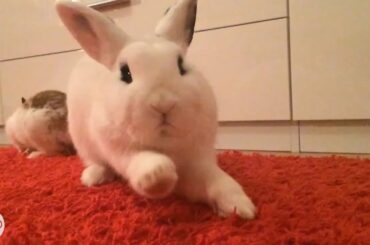 Bunny Yawns | The Dodo