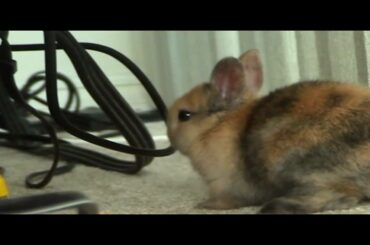 The life of baby bunny  Part 2