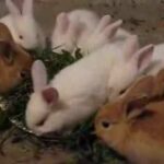 Thanksgiving Dinner for White Point Baby Bunnies