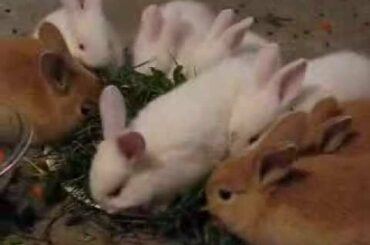 Thanksgiving Dinner for White Point Baby Bunnies